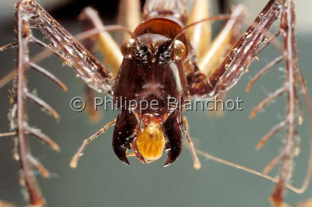 sauterelle epineuse.JPG - Sauterelle épineuse (Portrait)Spiny cricketOrthoptera, TettigonidaeGuyane